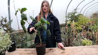 Pruning abutilons  Burncoose Nurseries [upl. by Relluf]