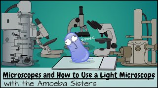 Microscopes and How to Use a Light Microscope [upl. by Ejrog]