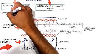 The enteric nervous system [upl. by Goren613]