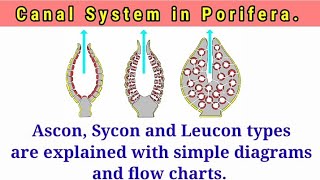 Canal System in Porifera [upl. by Bascio]