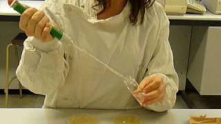 Microbiology Dilution series demonstration [upl. by Nostets515]