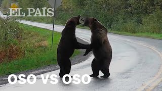 La pelea entre dos osos que se volvió viral [upl. by Wickman]