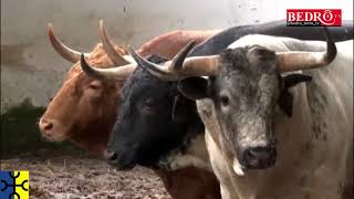 Corridas Generales De Bilbao 2019  Toros De Torrestrella En Corrales De Plaza De Toros Vista Alegre [upl. by Dorlisa886]