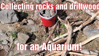 Collecting rocks and driftwood for an aquarium [upl. by Cecilia]