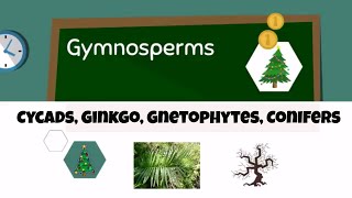 Types of gymnosperms [upl. by Bertila]