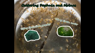 How To Culture Daphnia and Moinas using Green Water Spirulina powder [upl. by Piselli]