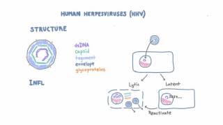 Introduction to Human Herpesviruses HHV [upl. by Pompei96]