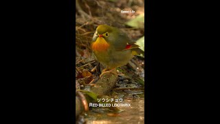 ソウシチョウ Redbilled leiothrix [upl. by Groscr]