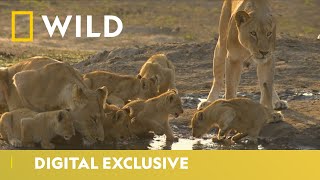 Lioness Sisterhood  Predator Bloodlines  National Geographic Wild UK [upl. by Raddi10]