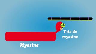 Contraction musculaire et utilisation de lATP [upl. by Zashin]