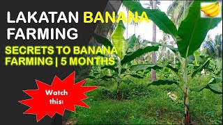 Secrets to Banana Farming  5 Months Old  Lakatan Banana Farming [upl. by Alyam715]