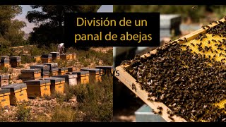 División de una colmenaenjambre de abejas paso a paso [upl. by Hervey]