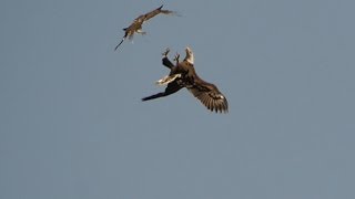 Bald Eagle  Redtailed Hawk Air To Air 3302016 HD [upl. by Brandy814]