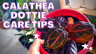 Calathea Dottie Plant Care Tips [upl. by Derte]