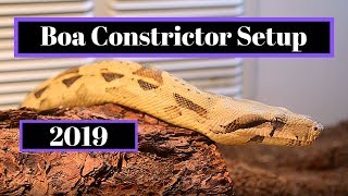 Boa Constrictor Setup  How To Guide [upl. by Turley349]