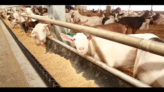 Ontario Goat Dairy Farm Tour [upl. by Cleland]