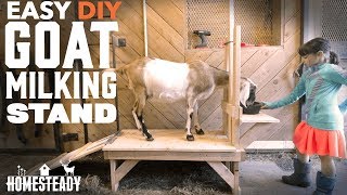 How To Build a Goat Milking Stand EASY DIY [upl. by Milak89]