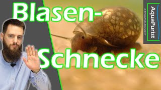 Blasenschnecken Fluch oder Segen Jeder kennt diese Schnecke im Aquarium [upl. by Brnaby727]