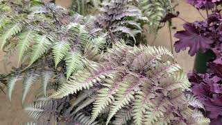 Athhyrium pictum Japanese Painted Fern  COLORFUL foliage for shade [upl. by Nnylecyoj]