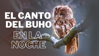 Sonido de buhos en la noche  Buhos y Lechuzas para dormir [upl. by Oirobil]