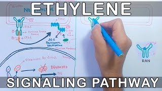 Ethylene Signalling Pathway [upl. by Enila554]