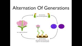 Alternation of Generations angiosperms [upl. by Fine288]