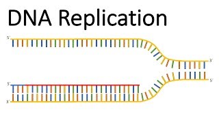 DNA replication [upl. by Hanfurd586]