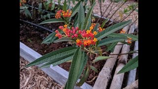 Propagating Tropical Milkweed [upl. by Eran825]