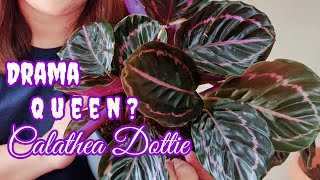 Calathea Dottie  Complete Care Tips [upl. by Bannerman611]