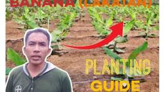 Banana Lakatan Planting Guide Tips [upl. by Sherburn335]