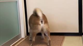 Demanding Shiba Inu Throws Tantrum For Food [upl. by Nerrat]