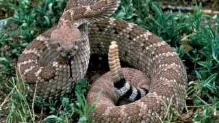 Rattle Snake Sounds and Pictures [upl. by Valiant]