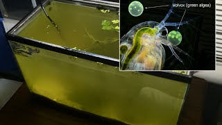 Raising Daphnia for the Freshwater Aquarium [upl. by Chobot490]