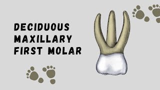 Deciduous Maxillary First Molar  Deciduous Tooth Morphology [upl. by Macleod897]