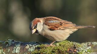 chants  cris du moineau domestique HD songs calls house sparrow [upl. by Enayd]