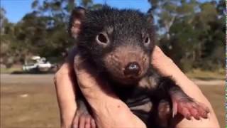 Tasmanische Teufel  Tasmanian Devil [upl. by Huston]