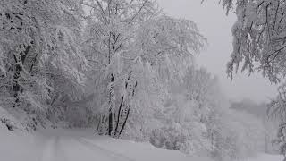 Relaxing Snowfall 2 Hours  Sound of Light Wind Breeze and Falling Snow in Forest Part 2 [upl. by Kowal]