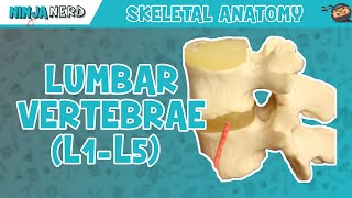 Lumbar Vertebrae L1L5 Anatomy [upl. by Aimek]