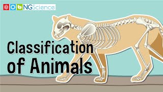 Classification of Animals [upl. by Ecille]