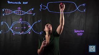 proceso de replicación del ADN [upl. by Letti]