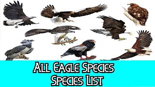 All Eagle Species  Species List [upl. by Vershen163]