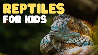 Reptiles for Kids  What is a reptile Learn all about reptiles and their characteristics [upl. by Gibrian247]