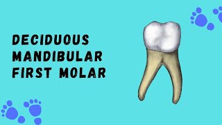 Deciduous Mandibular First Molar  Deciduous Tooth Morphology [upl. by Norvell]