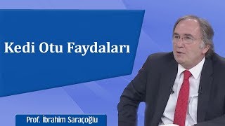 Kedi Otu Faydaları  İbrahim Saraçoğlu [upl. by Gudrun612]