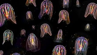 Glowing Neon Jellyfish floating through ocean HD video [upl. by Diarmuid]