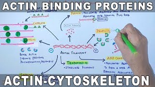 Accessory Proteins of Actin Cytoskeleton  Actin Binding Proteins [upl. by Ytok]