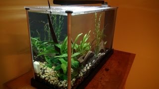 Fluval Spec 5 gallon Unboxing amp Setup [upl. by Corvese]