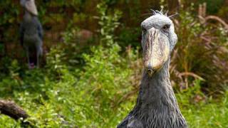 Introducing the Shoebill Storks [upl. by Metzgar]