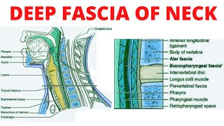 Deep Fascia of Neck [upl. by Vizzone]