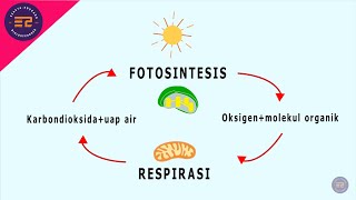 Hubungan Respirasi dan Fotosintesis amp Tahapan Respirasi [upl. by Swithbert712]